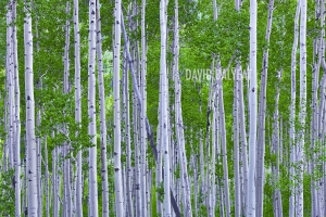 Aspen trees Colorado summer green high definition HD professional landscape photography