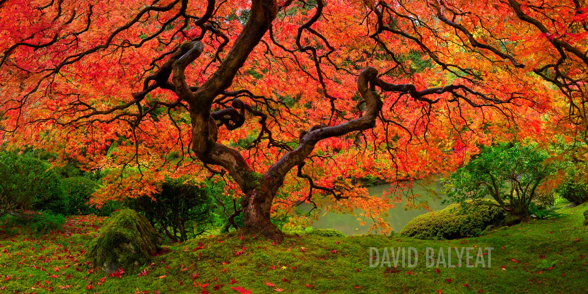 Autumn Fall Foliage David Balyeat, Fall Landscape Photography