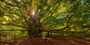 Banyon Tree of Life in Hana Rainforest Haleakala National Park Maui Hawaii