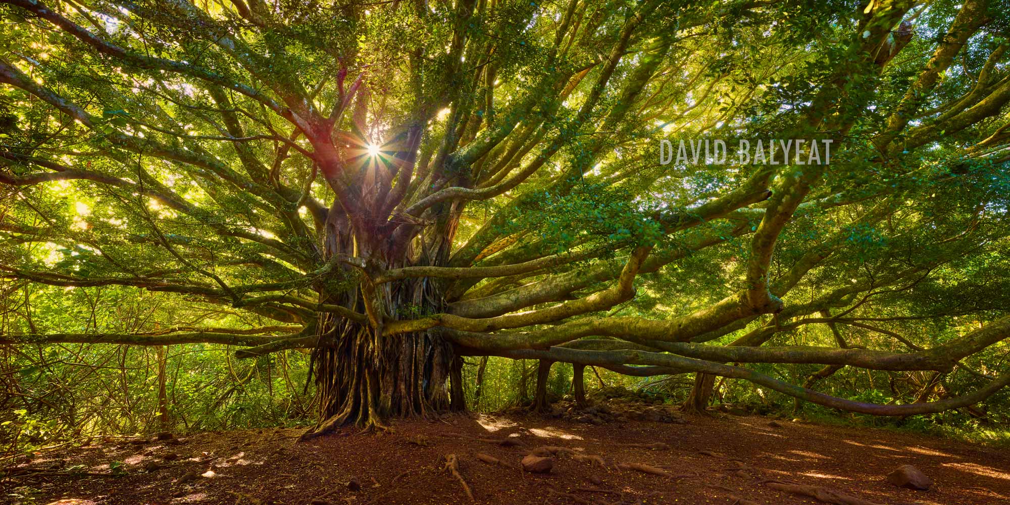 Banyon Tree of Life in Hana Rainforest Haleakala National Park Maui Hawaii