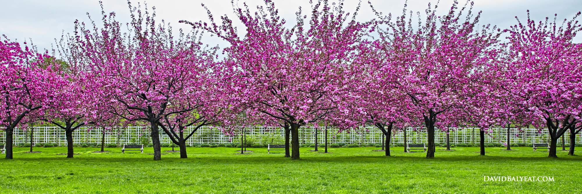 Pretty In Pink Brooklyn Botanic Garden David Balyeat Photography