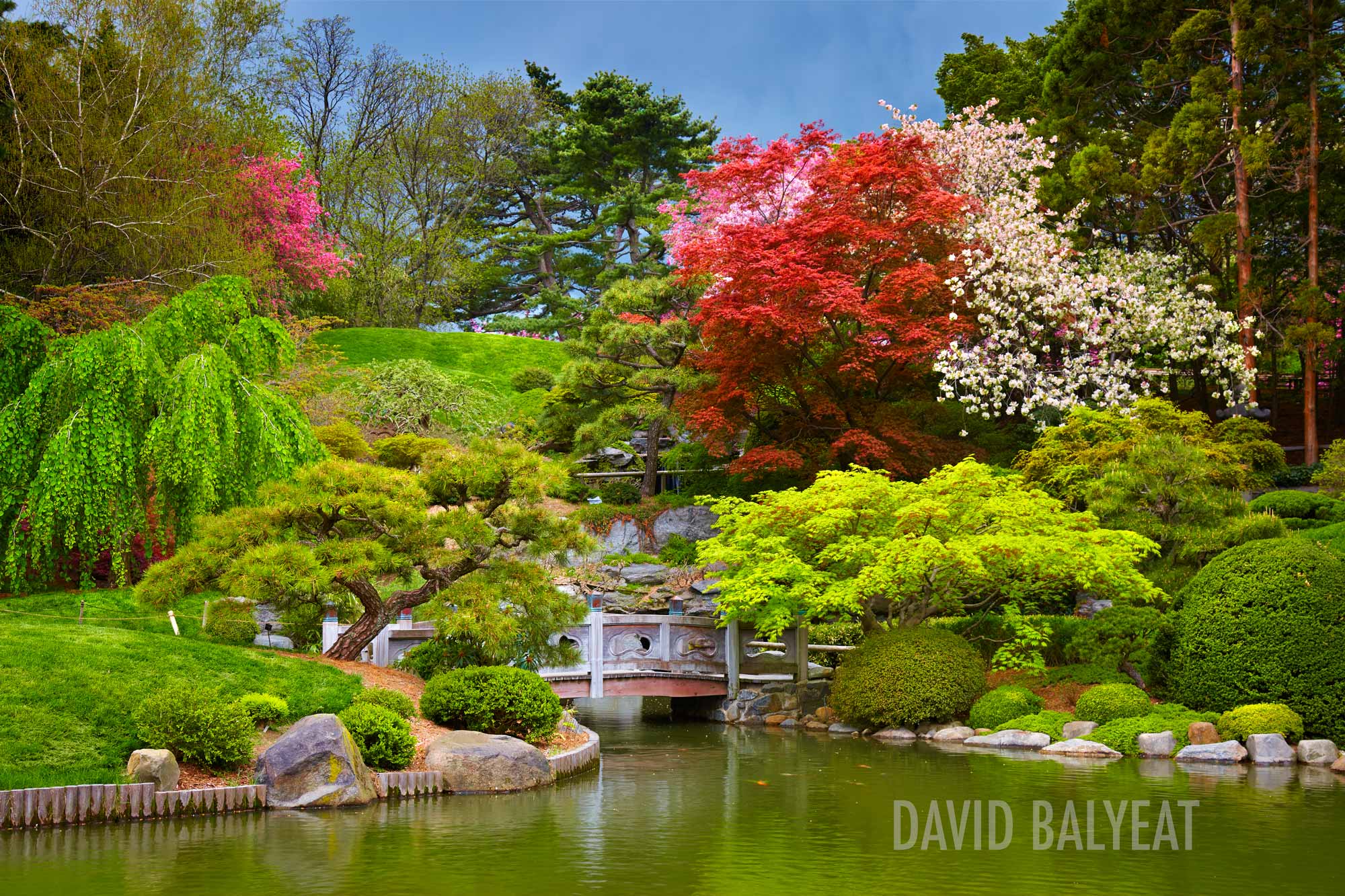 Brooklyn Botanic Garden Zen Spring Cherry Blossoms Japanese Garden Pond Bonzai Maple High-Definition HD professional landscape photography