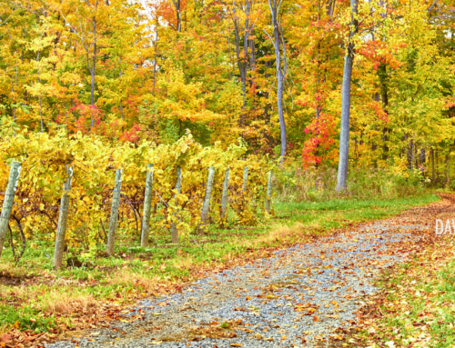 Vineyard Path – Finger Lakes