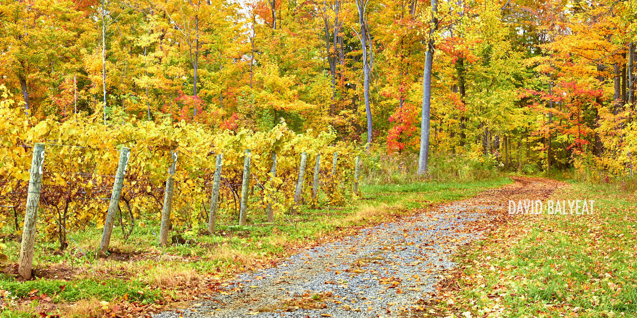 Wine Vineyard Finger Lakes Region Western New York Autumn fall foliage fine art landscape photography