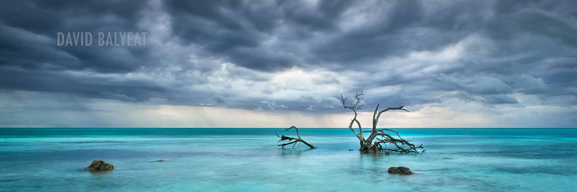 Florida Keys mangrove tree in water cerulean silence panoramic high-definition landscape photography