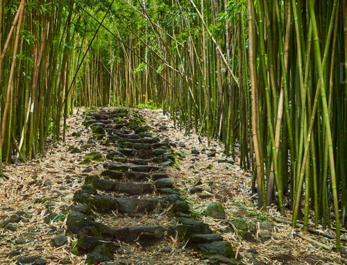 Bamboo Forest – Steps to Enlightenment
