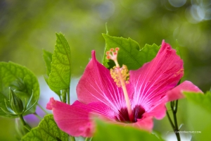 Hibiscus Florida Keys high-definition HD professional landscape photography