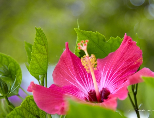 Island Blossom – Hibiscus