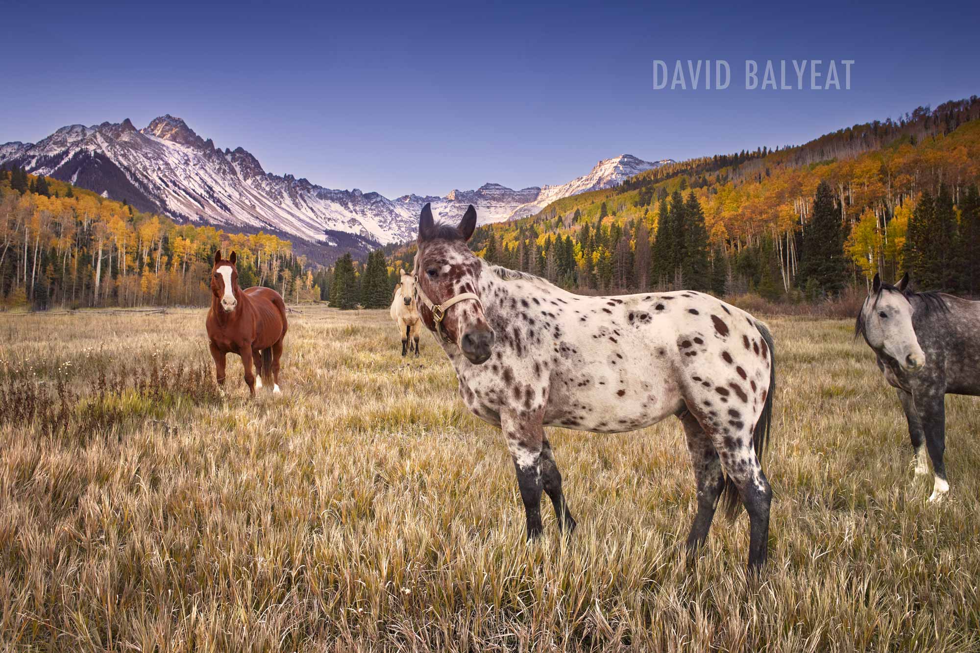 Horses Mount Sneffels Colorado San Juan mountains high-definition HD professional landscape photography