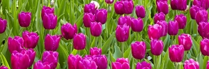 Spring tulips central park conservatory garden panoramic high-definition HD professional photography