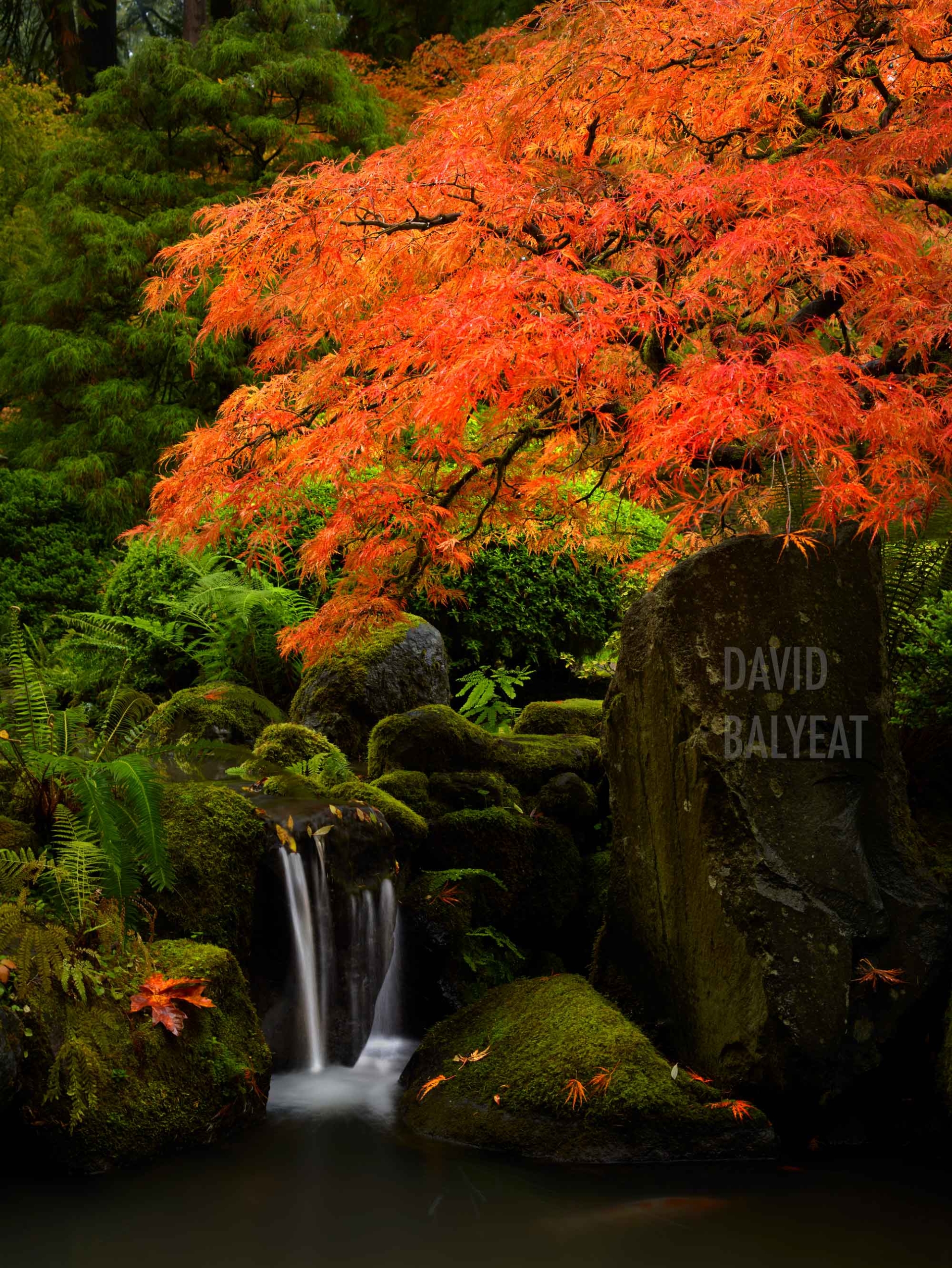 Zen Esthetic Portland Japanese Garden Maple and Waterfall